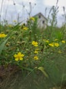 field buttercups in the foreground, a large view of a residential building on the outskirts of the village near the field Royalty Free Stock Photo