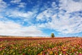 Field of buttercups /ranunculus