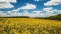 Field of Butterweed along the road to Lake 34