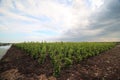 Field of buxus plants on a nursery in Boskoop with dark clouds in wide-angle