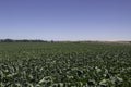 A field of cabbage in the California countryside Royalty Free Stock Photo