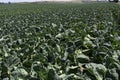 A field of cabbage in the California countryside Royalty Free Stock Photo