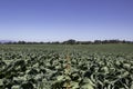 A field of cabbage in the California countryside Royalty Free Stock Photo