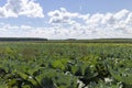 A field with a cabbage harvest in the summer season