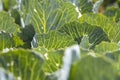 A field with a cabbage harvest in the summer season