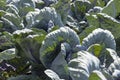 A field with a cabbage harvest in the summer season