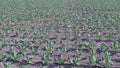 Field with cabbage plants, somewhere in the Green Heart of Holland