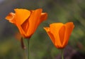 Closeup of California poppy in springtime, California, USA Royalty Free Stock Photo