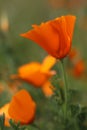 Closeup of California poppy in springtime, California, USA Royalty Free Stock Photo