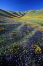 Field of California poppies in bloom with wildflowers, Lancaster, Antelope Valley, CA Royalty Free Stock Photo