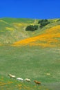 Field of California poppies in bloom with wildflowers, Lancaster, Antelope Valley, CA Royalty Free Stock Photo