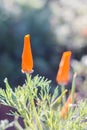 Field of California poppies Royalty Free Stock Photo