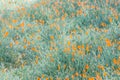 Field of California poppies (Eschscholzia californica) Royalty Free Stock Photo