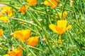 Field of california poppy Eschscholzia californica is blooming, Beautiful orange flowers Royalty Free Stock Photo