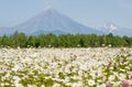 Field with camomile