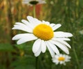 Field camomile Royalty Free Stock Photo