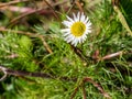 Field camomile Anthemis arvensis in spring Royalty Free Stock Photo