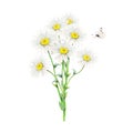 Field camomile bouquet and white butterfly hand-drawn. Watercolor floral illustration of delicate flowers isolated on