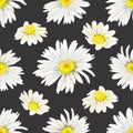 Field camomile buds hand-drawn pattern. Watercolor floral illustration of delicate flower heads fully open on black