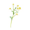 Field camomile medicinal hand-drawn. Watercolor floral illustration of delicate flower isolated on white background Royalty Free Stock Photo