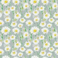 Field camomile stems hand-drawn rapport. Watercolor botany illustration of delicate flower heads fully open on grey