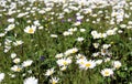 Field, camomile, summer, meadow, background, flowers, spring, chamomile, white, flower, blue, sky, nature, green, floral, landscap Royalty Free Stock Photo