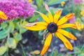 Field camomiles in garden Royalty Free Stock Photo