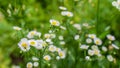 Field camomiles on a meadow Royalty Free Stock Photo