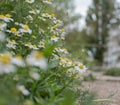 The field from camomiles, romantic camomiles, camomiles for a natashka, camomiles, romanticism, happiness from camomiles Royalty Free Stock Photo