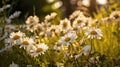 Field of camomiles at sunny day at nature. Camomile daisy flowers, field flowers, chamomile flowers, spring day. Generative AI