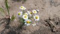 Field of camomiles at sunny day at nature. A lot of beautiful camomile flowers on a summer meadow. Royalty Free Stock Photo