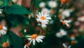 Field of camomiles at sunny day at nature. A lot of beautiful camomile flowers on a summer meadow. Royalty Free Stock Photo