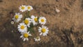 Field of camomiles at sunny day at nature. A lot of beautiful camomile flowers on a summer meadow. Royalty Free Stock Photo