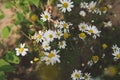 Field of camomiles at sunny day at nature. A lot of beautiful camomile flowers on a summer meadow. Royalty Free Stock Photo