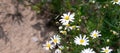 Field of camomiles at sunny day at nature. A lot of beautiful camomile flowers on a summer meadow. Royalty Free Stock Photo