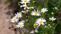 Field of camomiles at sunny day at nature. A lot of beautiful camomile flowers on a summer meadow. Royalty Free Stock Photo