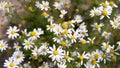 Field of camomiles at sunny day at nature. A lot of beautiful camomile flowers on a summer meadow. Royalty Free Stock Photo