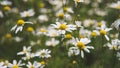 Field of camomiles at sunny day at nature. A lot of beautiful camomile flowers on a summer meadow. Royalty Free Stock Photo