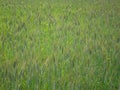 Field campaign consists of grass and green ears of corn Royalty Free Stock Photo