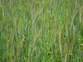 Field campaign consists of grass and green ears of corn