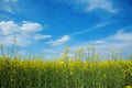 Field of canola Royalty Free Stock Photo