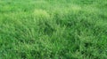 Field of Capsella bursa-pastoris