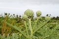 A field with Cardoon Royalty Free Stock Photo