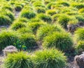 A field of carex clumping grass on a sunny day Royalty Free Stock Photo