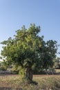 Field of carob trees, Ceratonia siliqua at sunrise