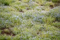 Carpet of Nemophila, or baby blue eyes flower Royalty Free Stock Photo