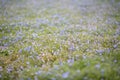 Carpet of Nemophila, or baby blue eyes flower Royalty Free Stock Photo