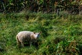 Field of a cattle farm with a white sheep standing on green grass Royalty Free Stock Photo