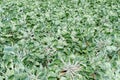 Field with Cauliflower plants Royalty Free Stock Photo