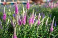 Field Celosia Flamingo Feather flowers growing in Garden